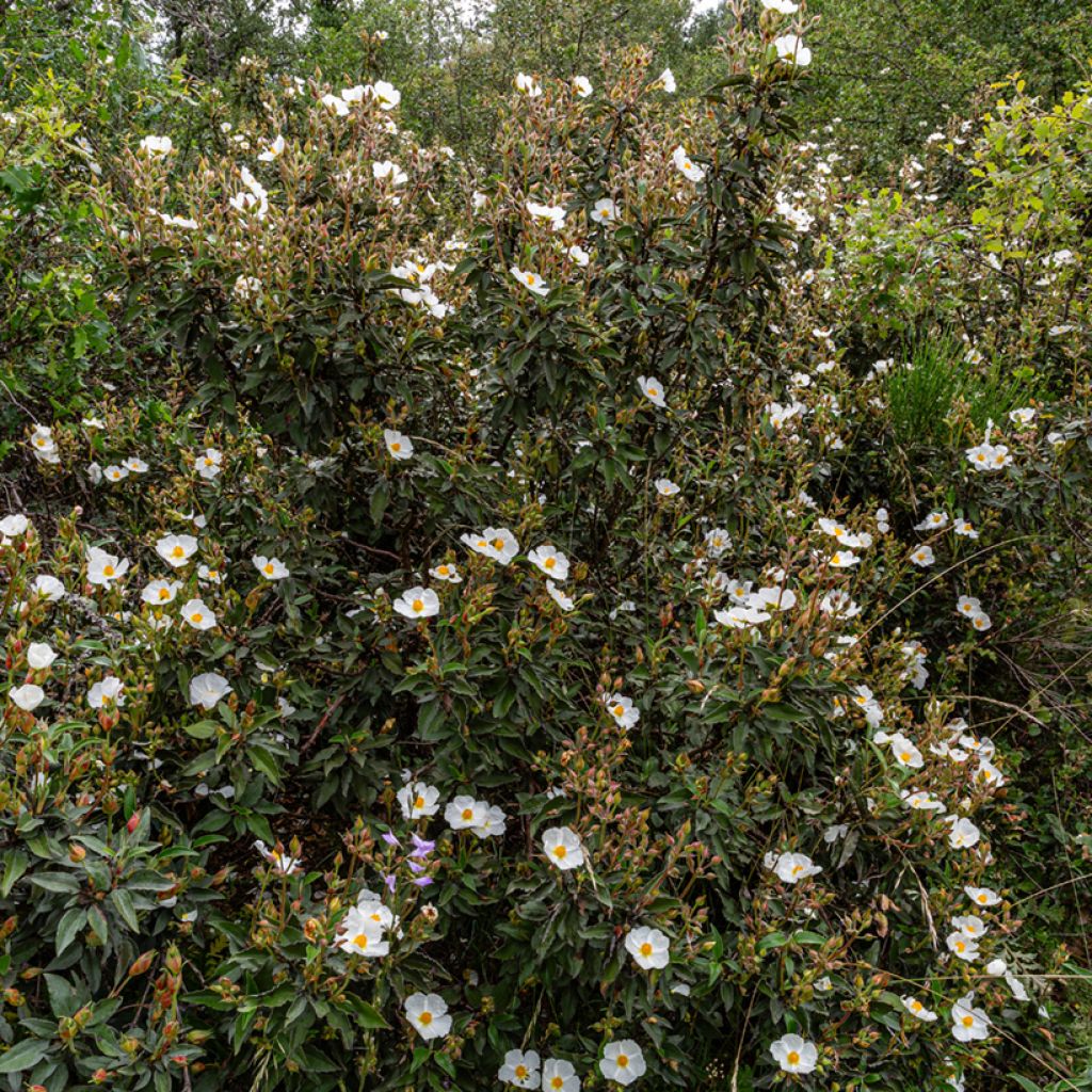 Cistus laurifolius - Cisto maggiore (semi)