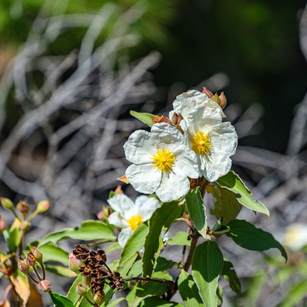 Cistus laurifolius - Cisto maggiore (semi)