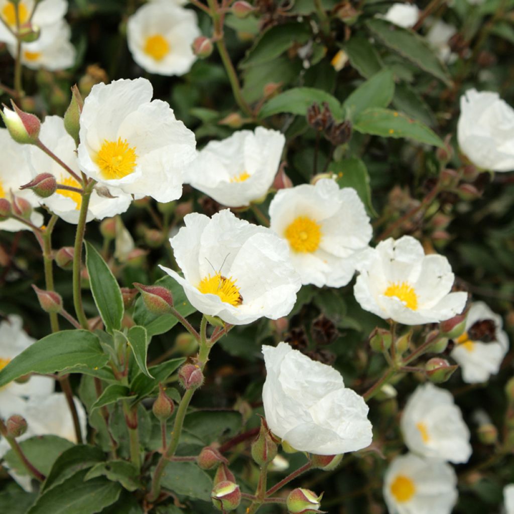 Cistus laurifolius - Cisto maggiore (semi)