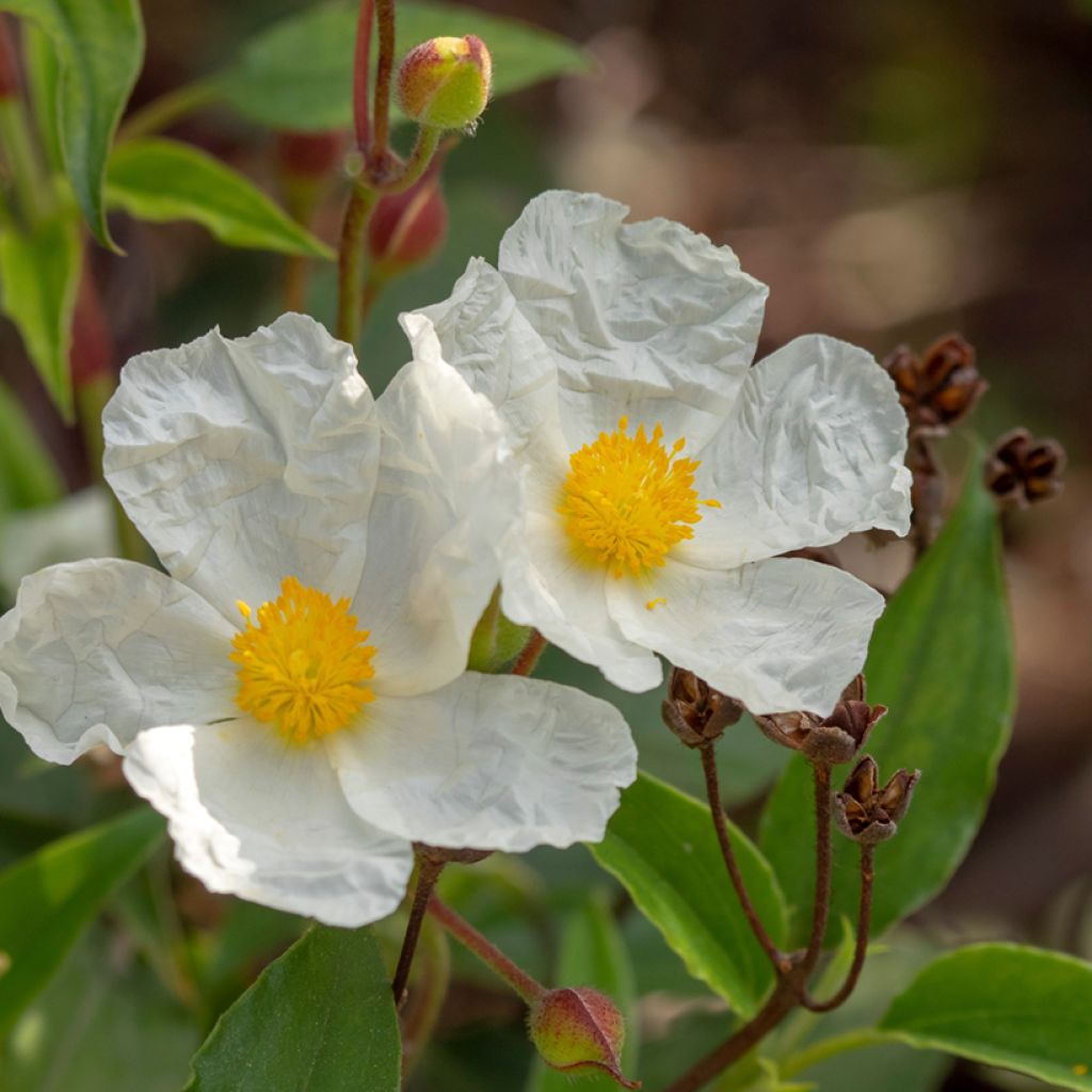 Cistus laurifolius - Cisto maggiore (semi)