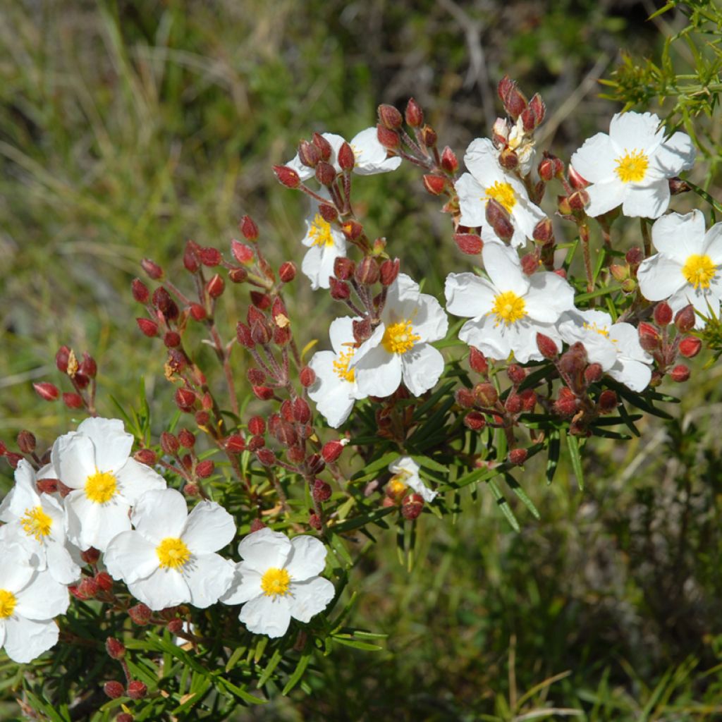 Cistus monspeliensis - Cisto marino (semi)