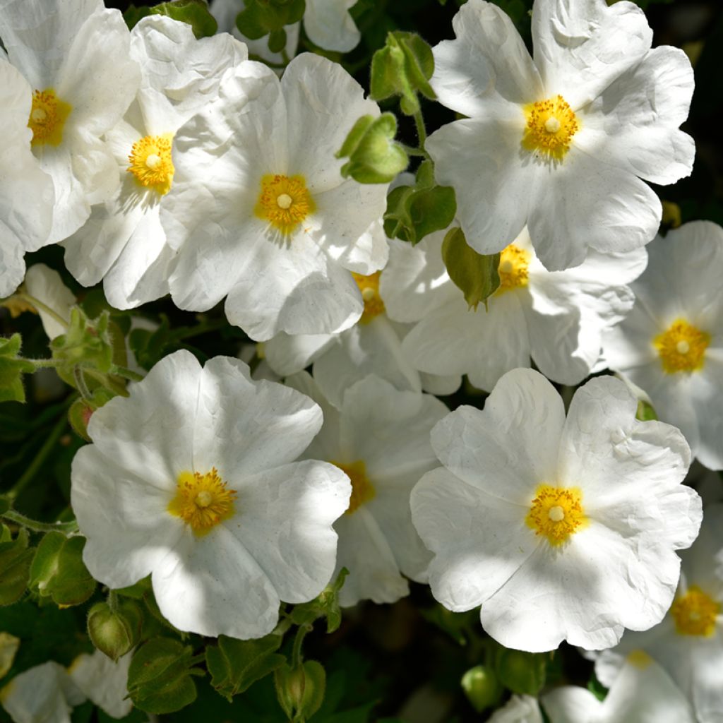 Cistus monspeliensis - Cisto marino (semi)