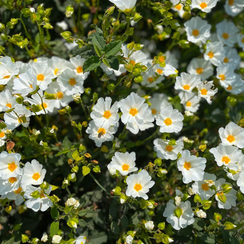 Cistus monspeliensis - Cisto marino (semi)