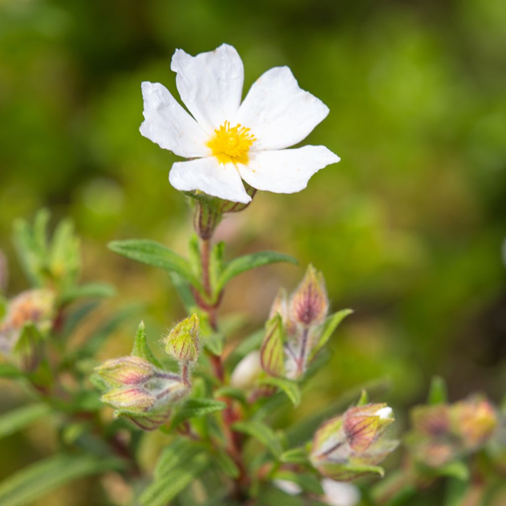 Cistus monspeliensis - Cisto marino (semi)