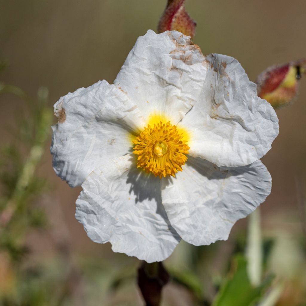 Cistus monspeliensis - Cisto marino (semi)