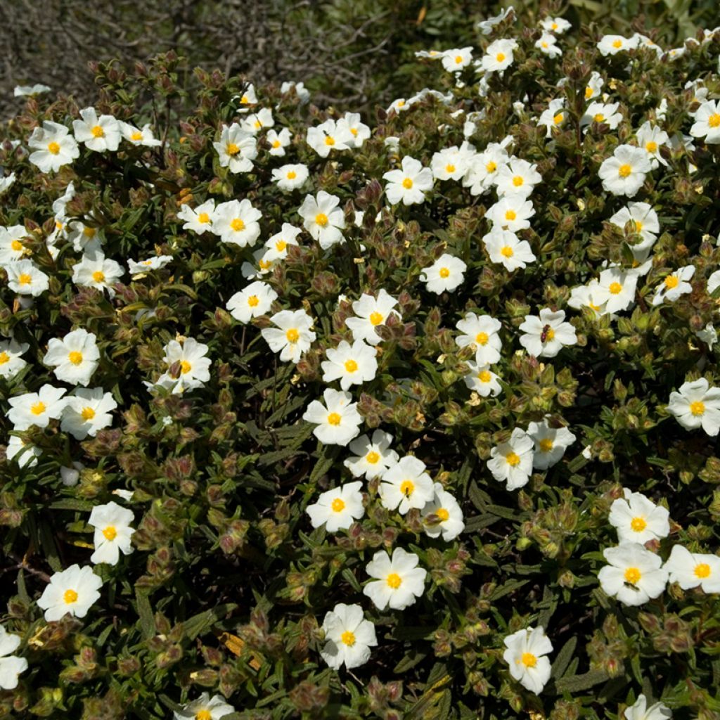 Cistus monspeliensis - Cisto marino (semi)