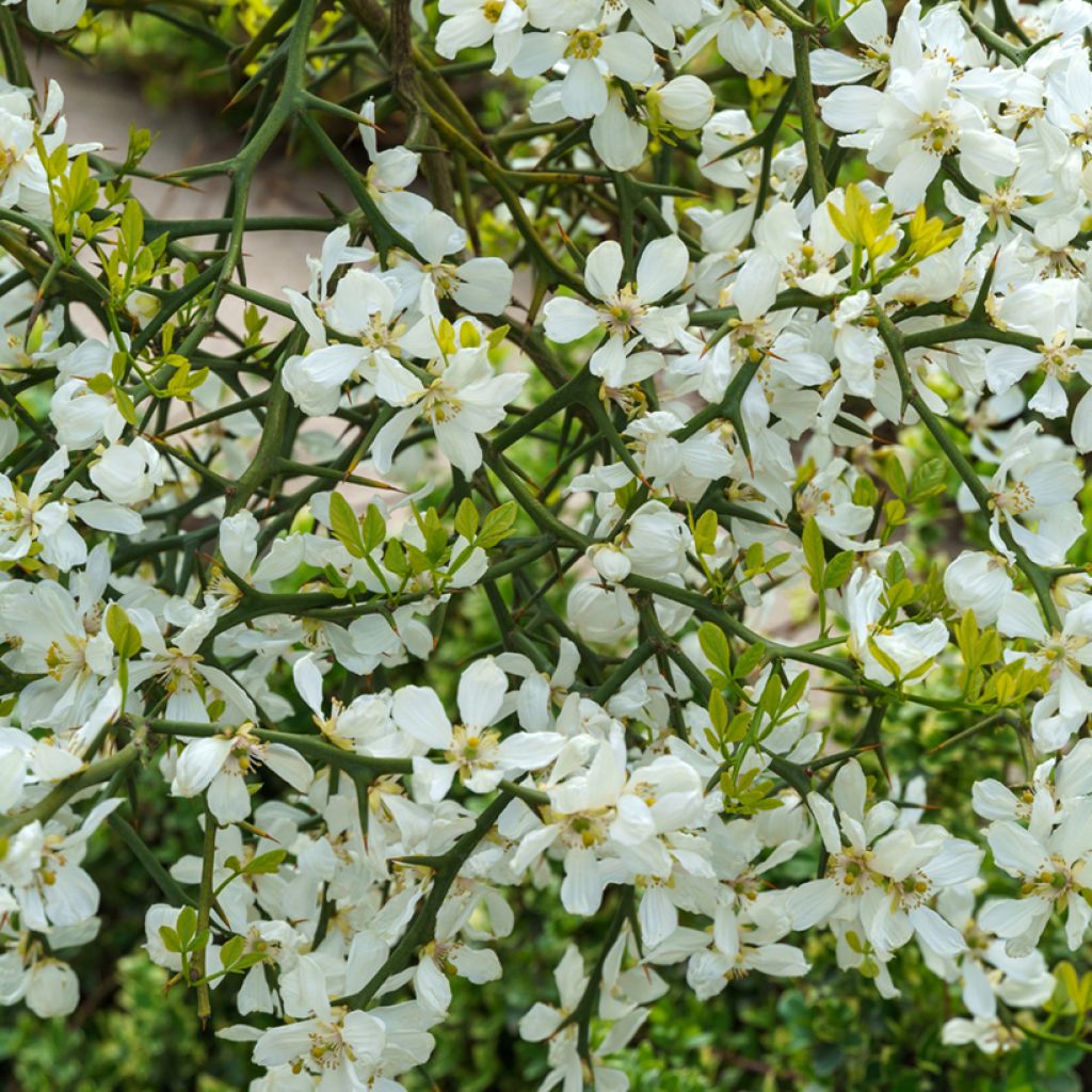 Poncirus trifoliata - Arancio trifogliato (semi)