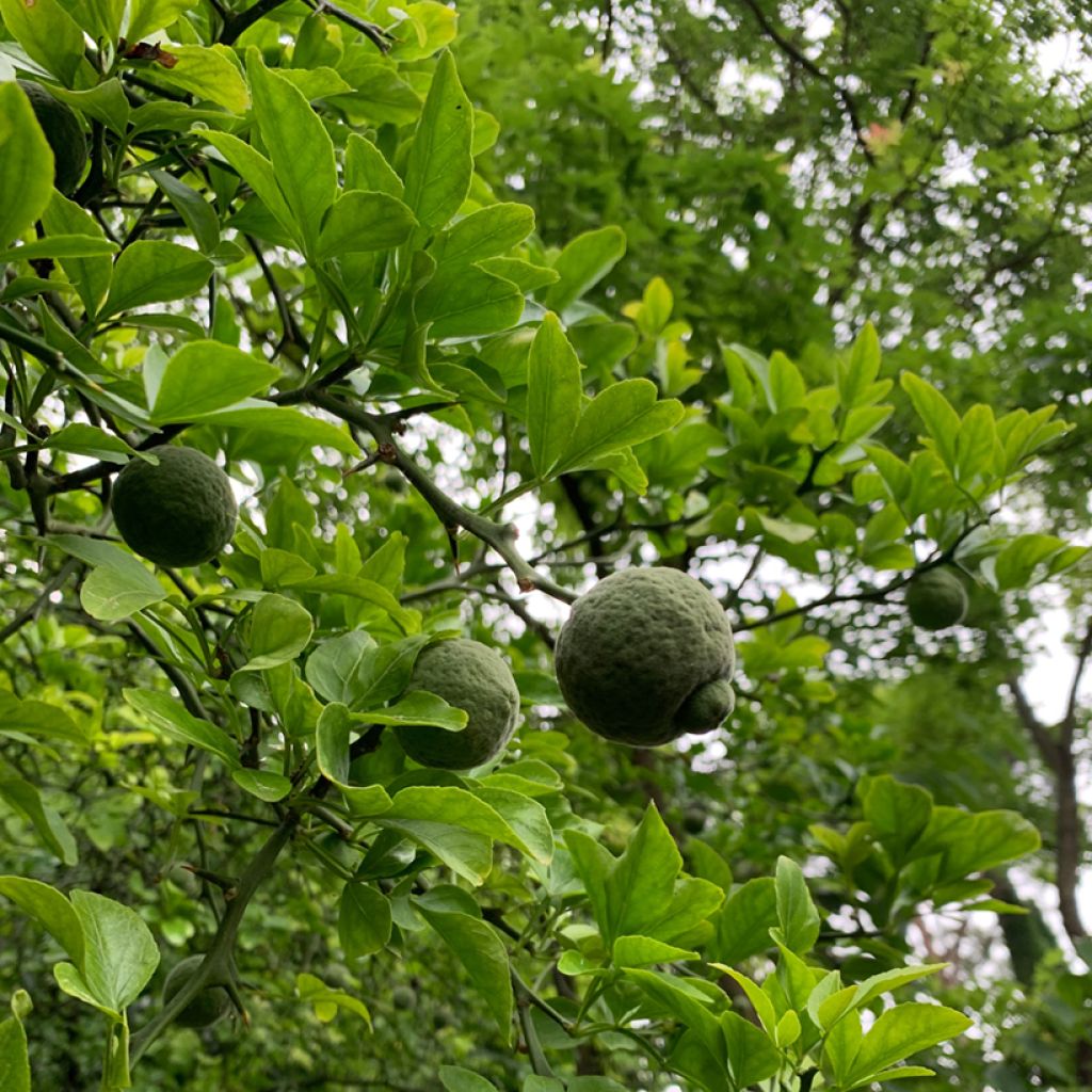 Poncirus trifoliata - Arancio trifogliato (semi)