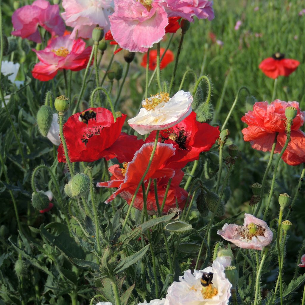 Papaver rhoeas Shirley Mix BIO (semi) - Papavero comune