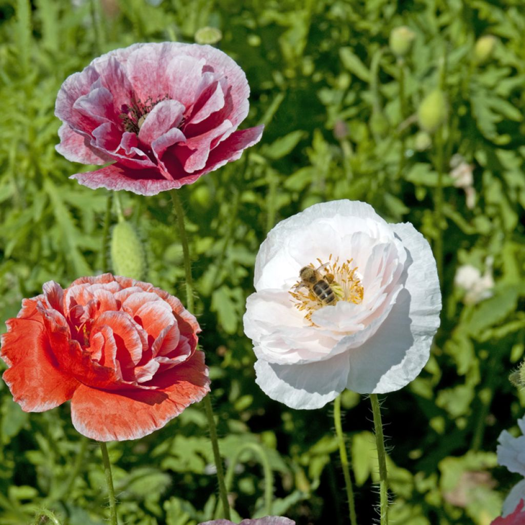 Papaver rhoeas double Dawn Chorus Mix (semi) - Papavero comune