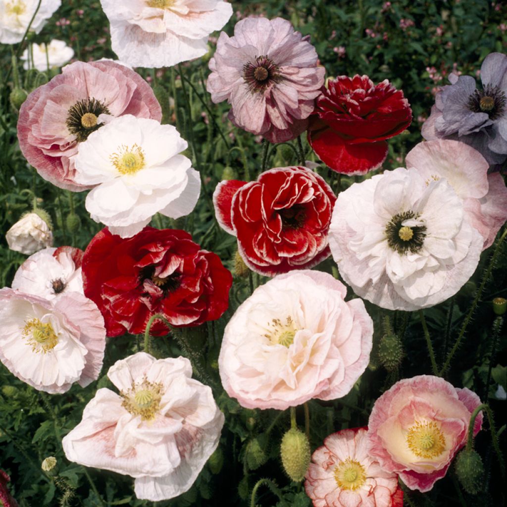 Papaver rhoeas double Dawn Chorus Mix (semi) - Papavero comune