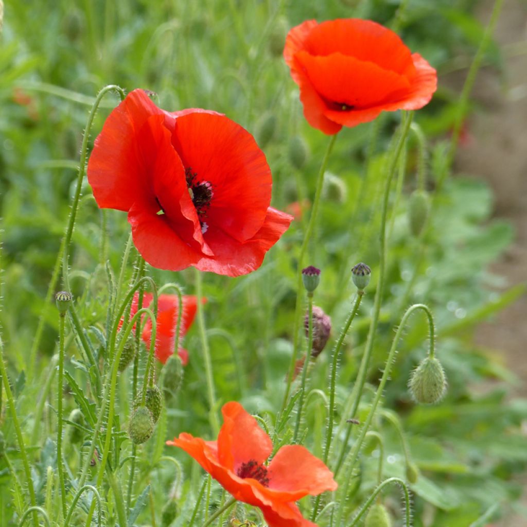 Papavero comune BIO - Papaver rhoeas