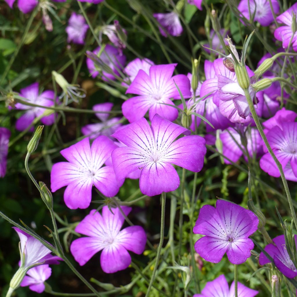 Agrostemma githago Purple Queen (semi) - Gittaione