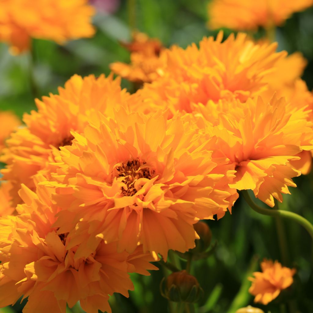 Coreopsis grandiflora Early Sunrise (semi)