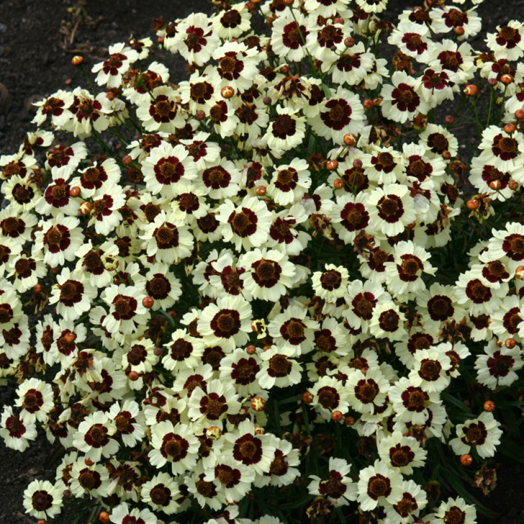 Coreopsis tinctoria Corusco Cream-Red (semi)