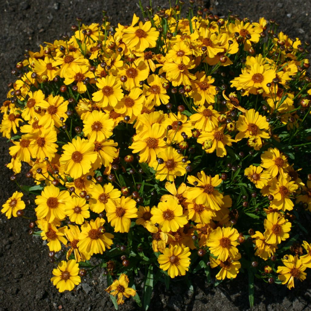 Coreopsis tinctoria Corusco Gold (semi)
