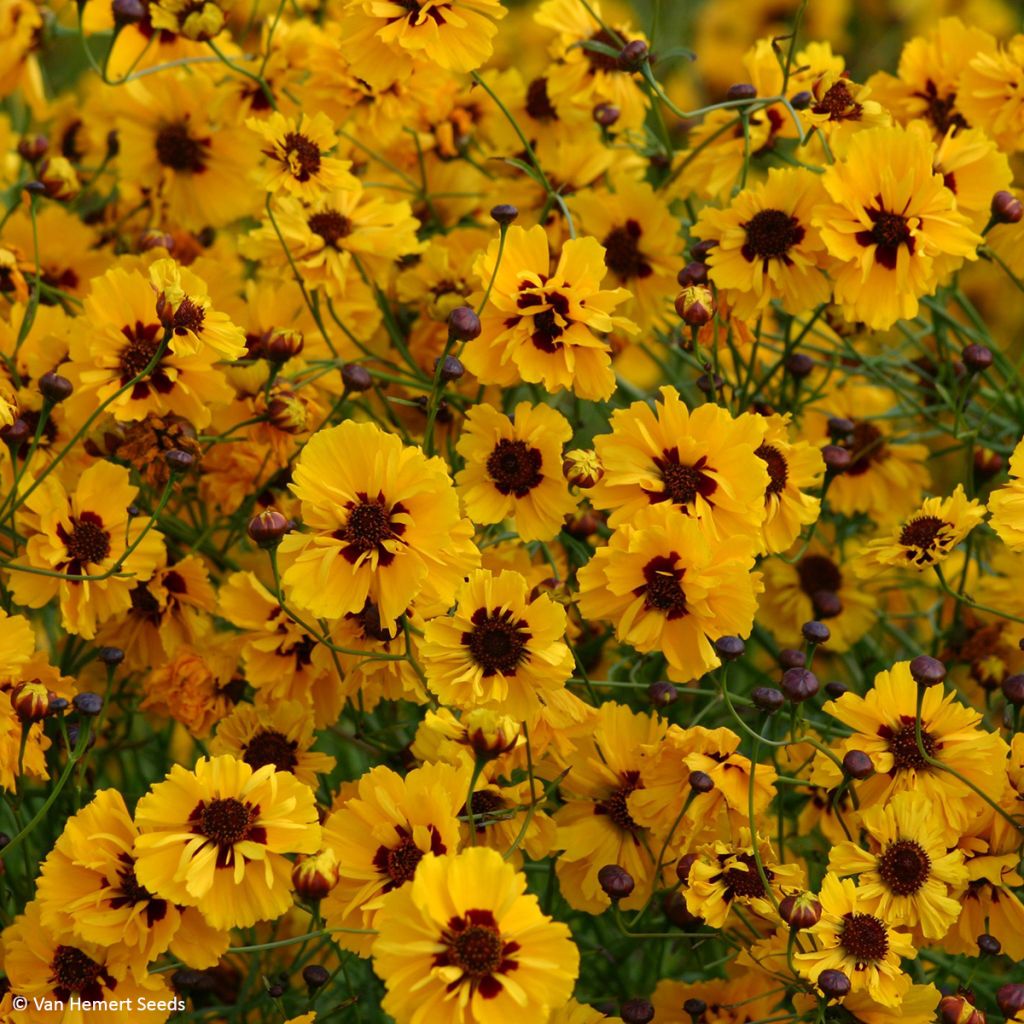 Coreopsis tinctoria Golden Roulette