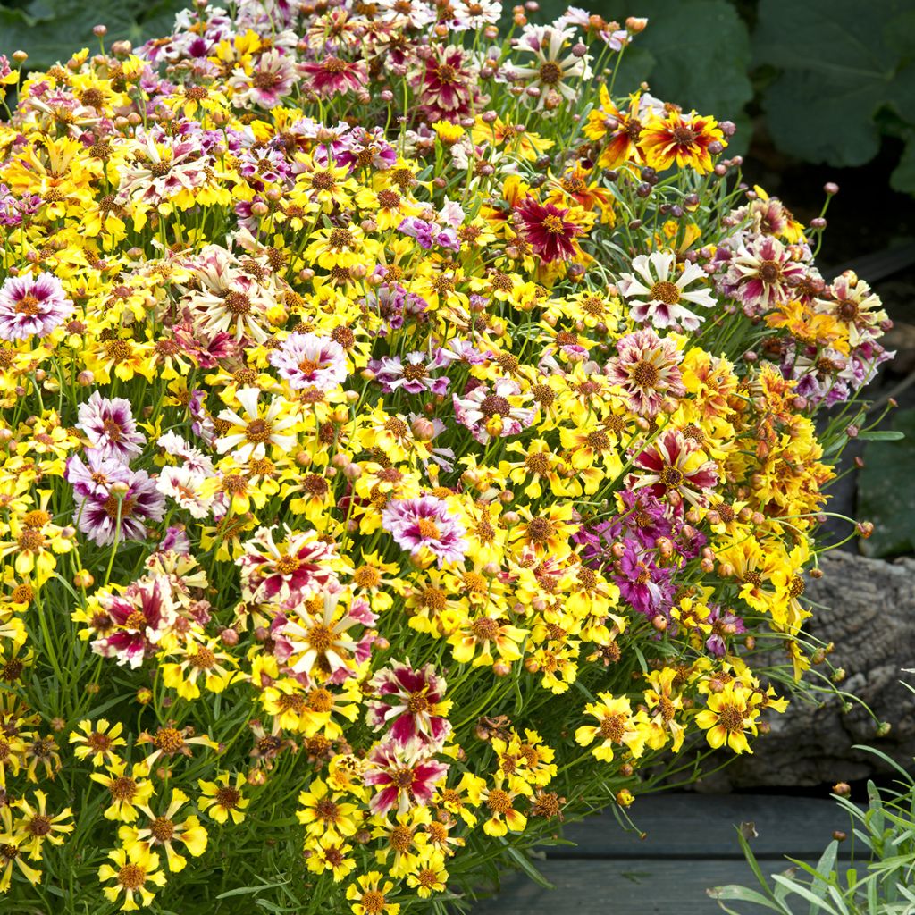 Coreopsis Incredible ! Sea Shells Mix