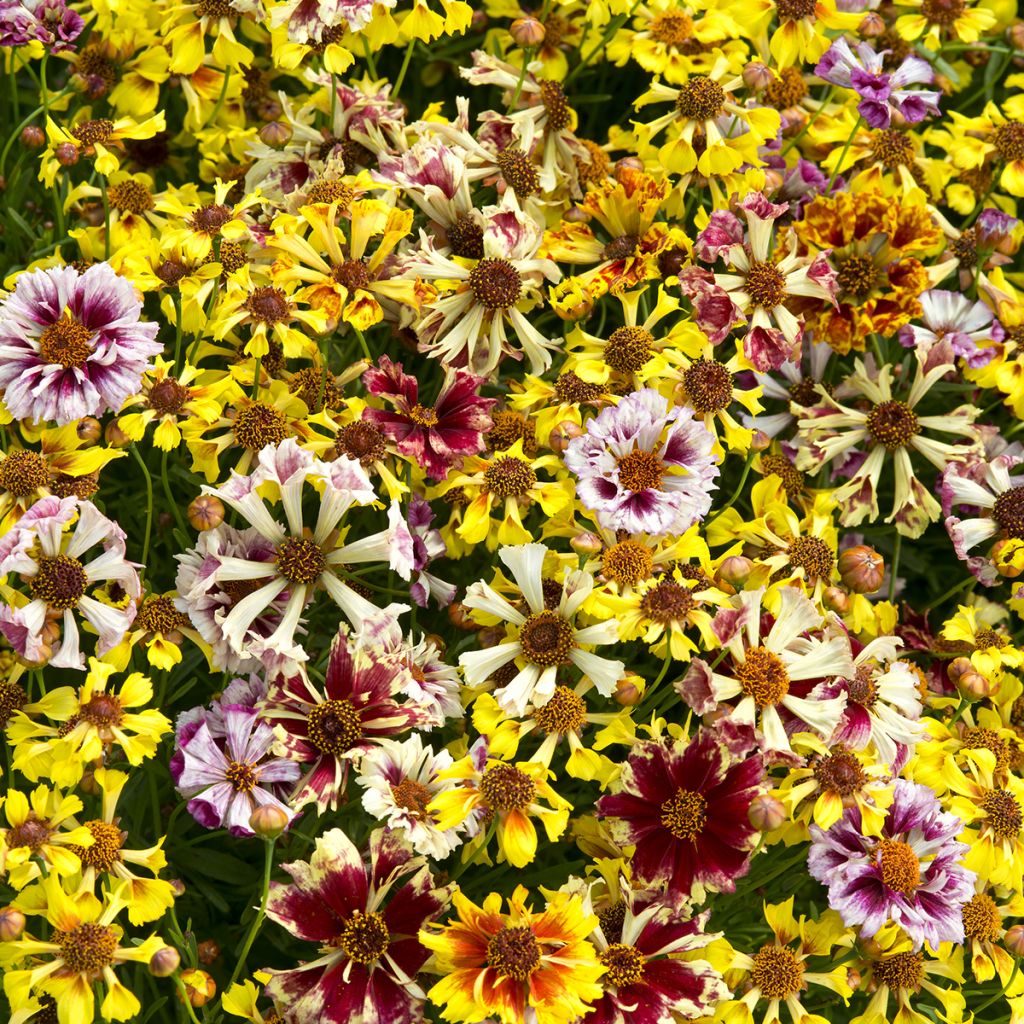 Coreopsis Incredible ! Sea Shells Mix
