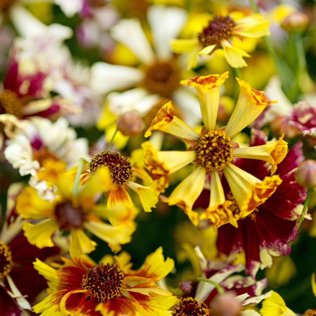 Coreopsis Incredible ! Sea Shells Mix
