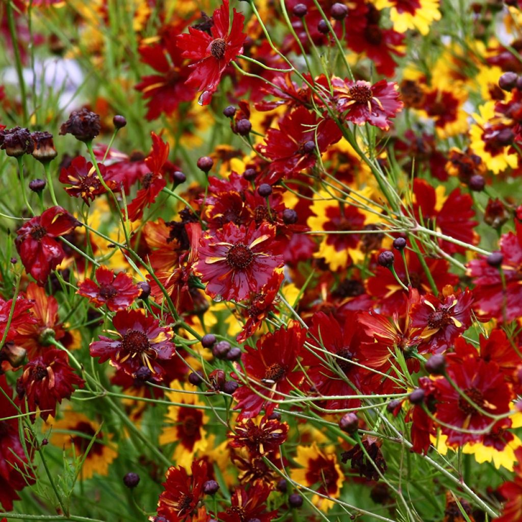 Coreopsis tinctoria Roulette