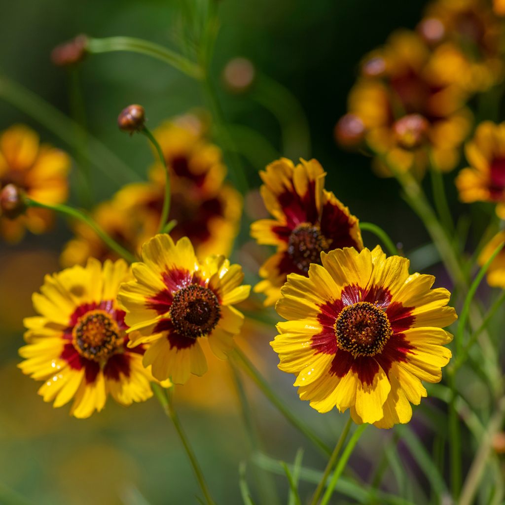 Coreopsis tinctoria