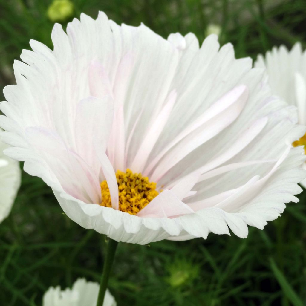 Cosmos Cupcakes White - Cosmea