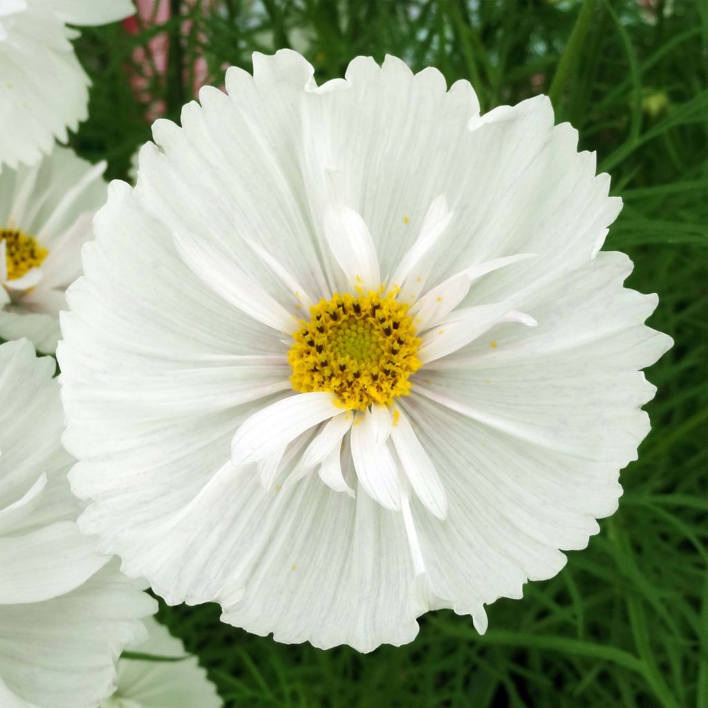 Cosmos Cupcakes White - Cosmea
