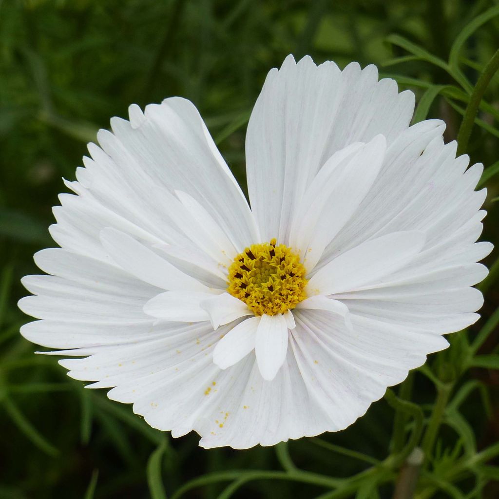 Cosmos Cupcakes White - Cosmea