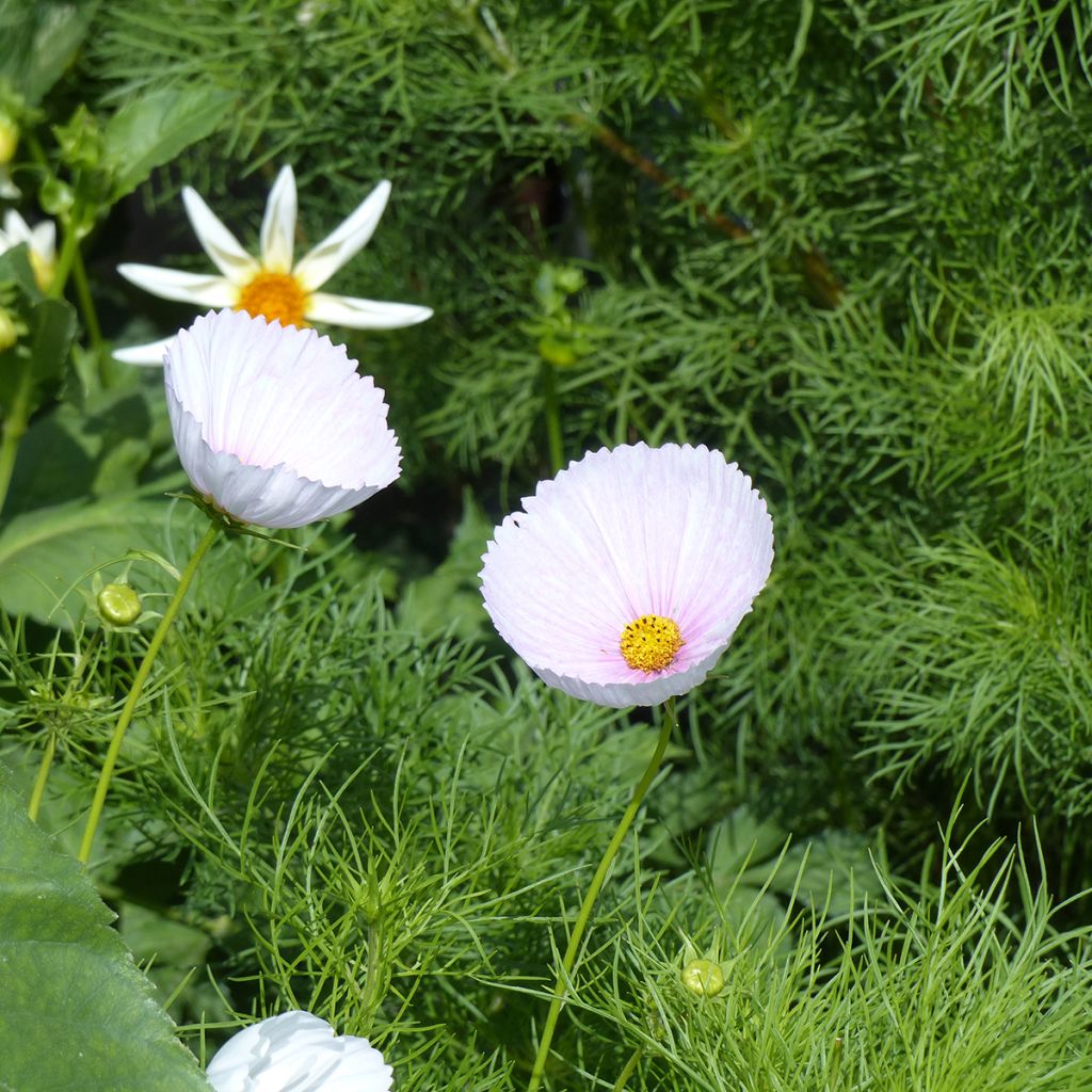 Cosmos Cupsy Blush BIO (semi) - Cosmea