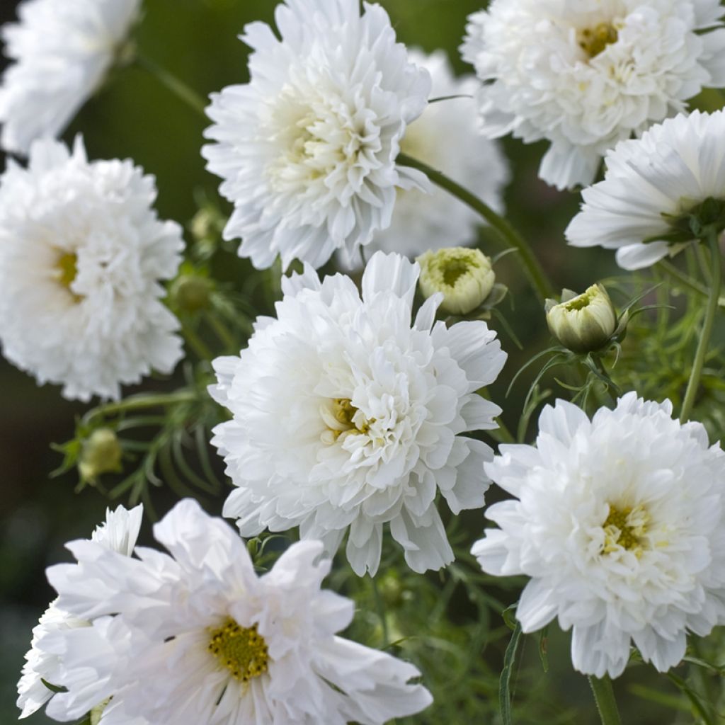 Cosmos Double Click Snow Puff - Cosmea