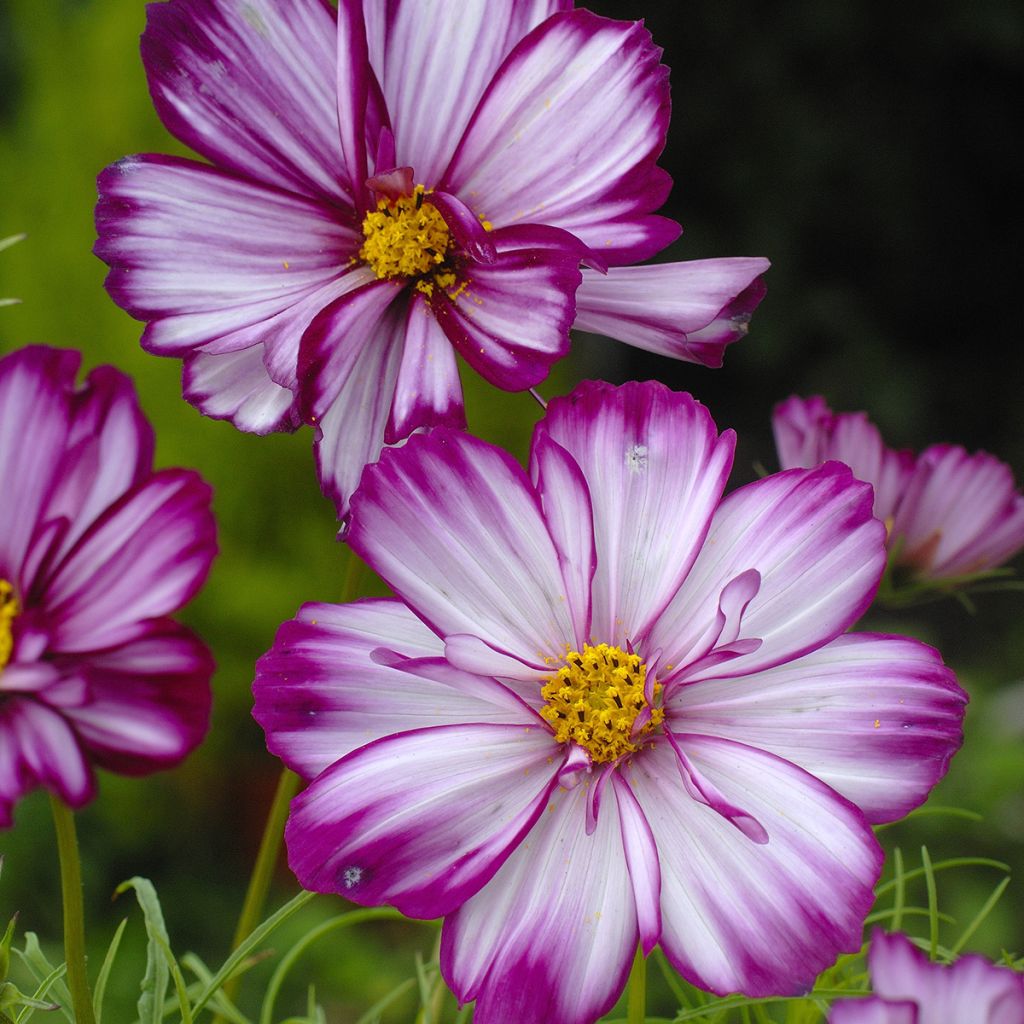 Cosmos Fizzy Pink - Cosmea