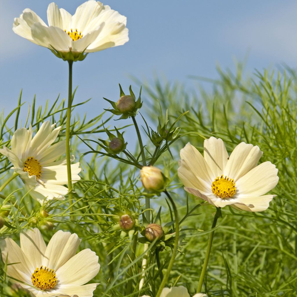 Cosmos sulphureus Kiiro - Cosmea arancione