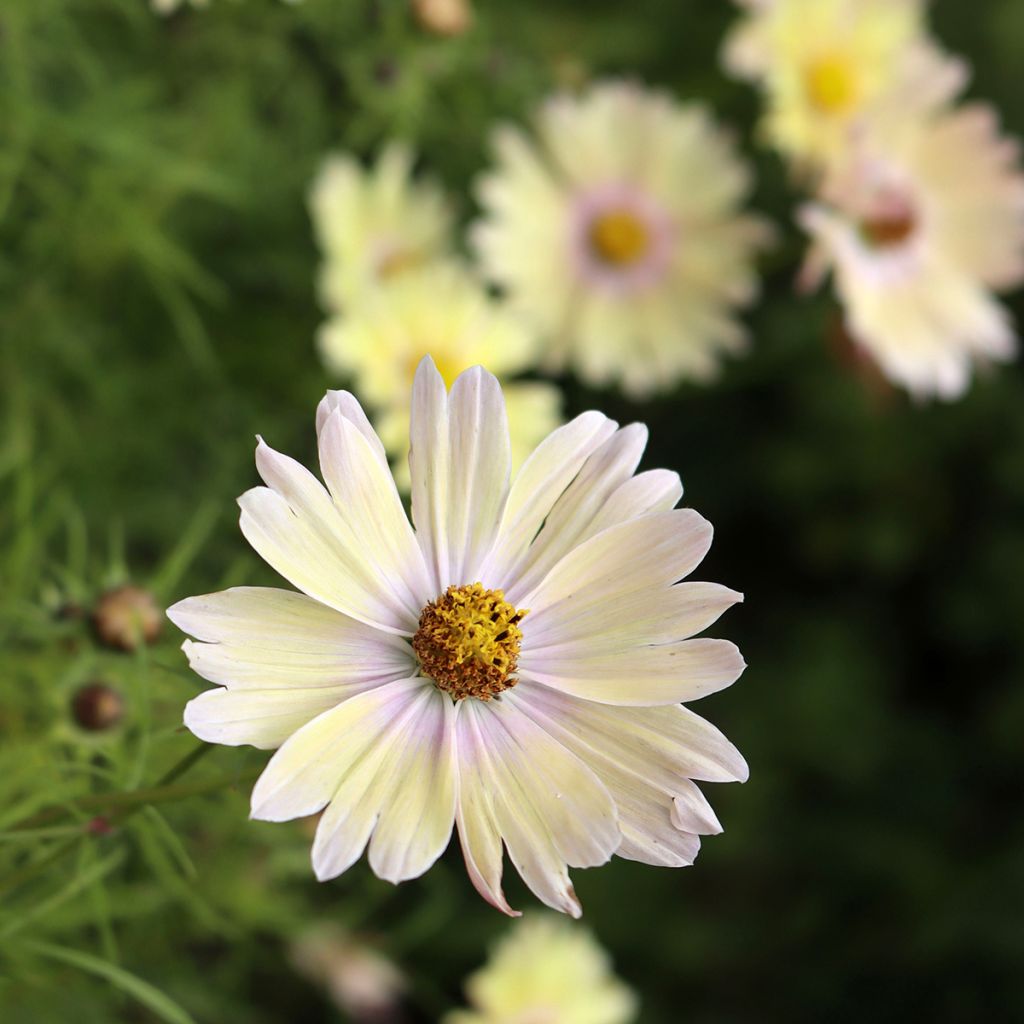 Cosmos Lemonade - Cosmea