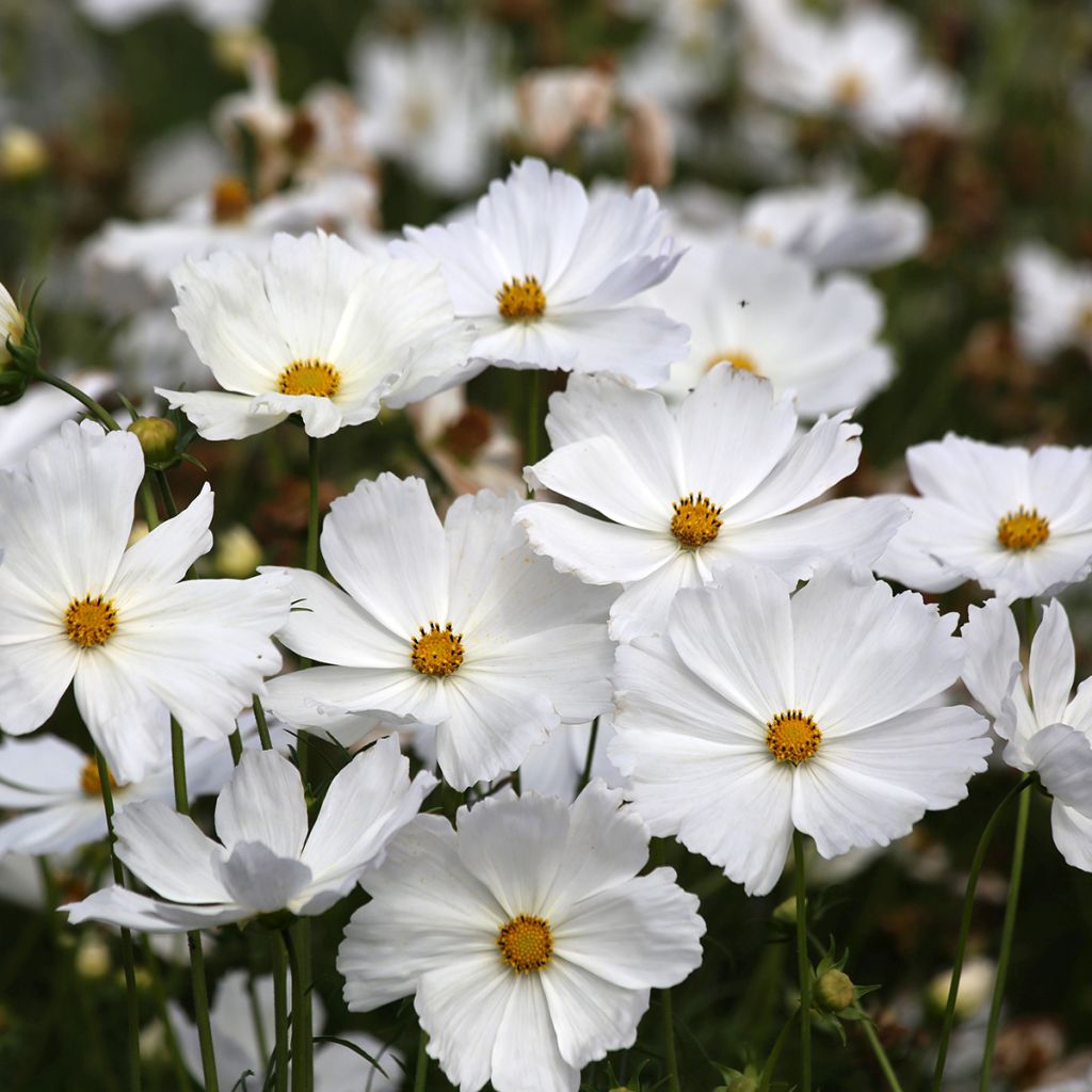 Cosmos Lucinda (semi)  - Cosmea
