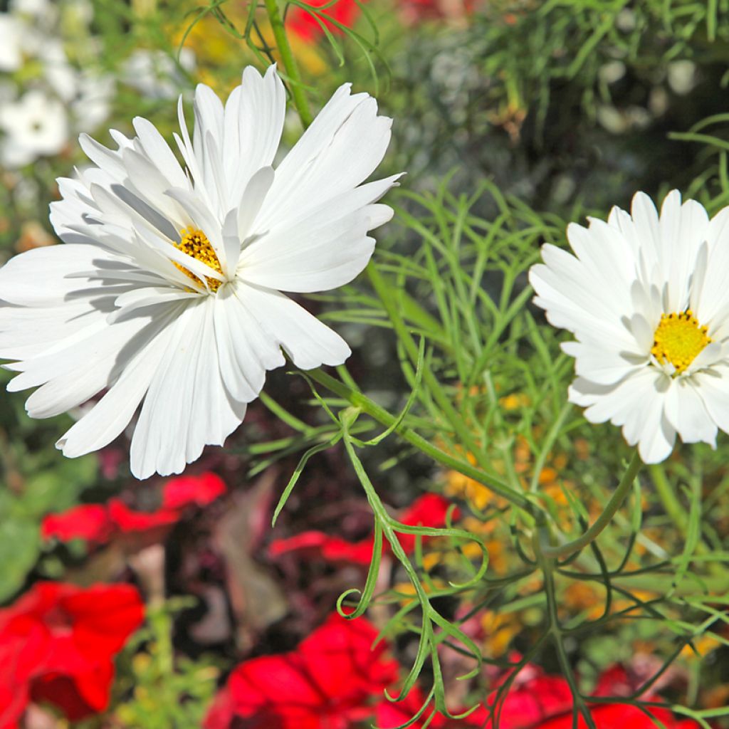 Cosmos Psyché White - Cosmea