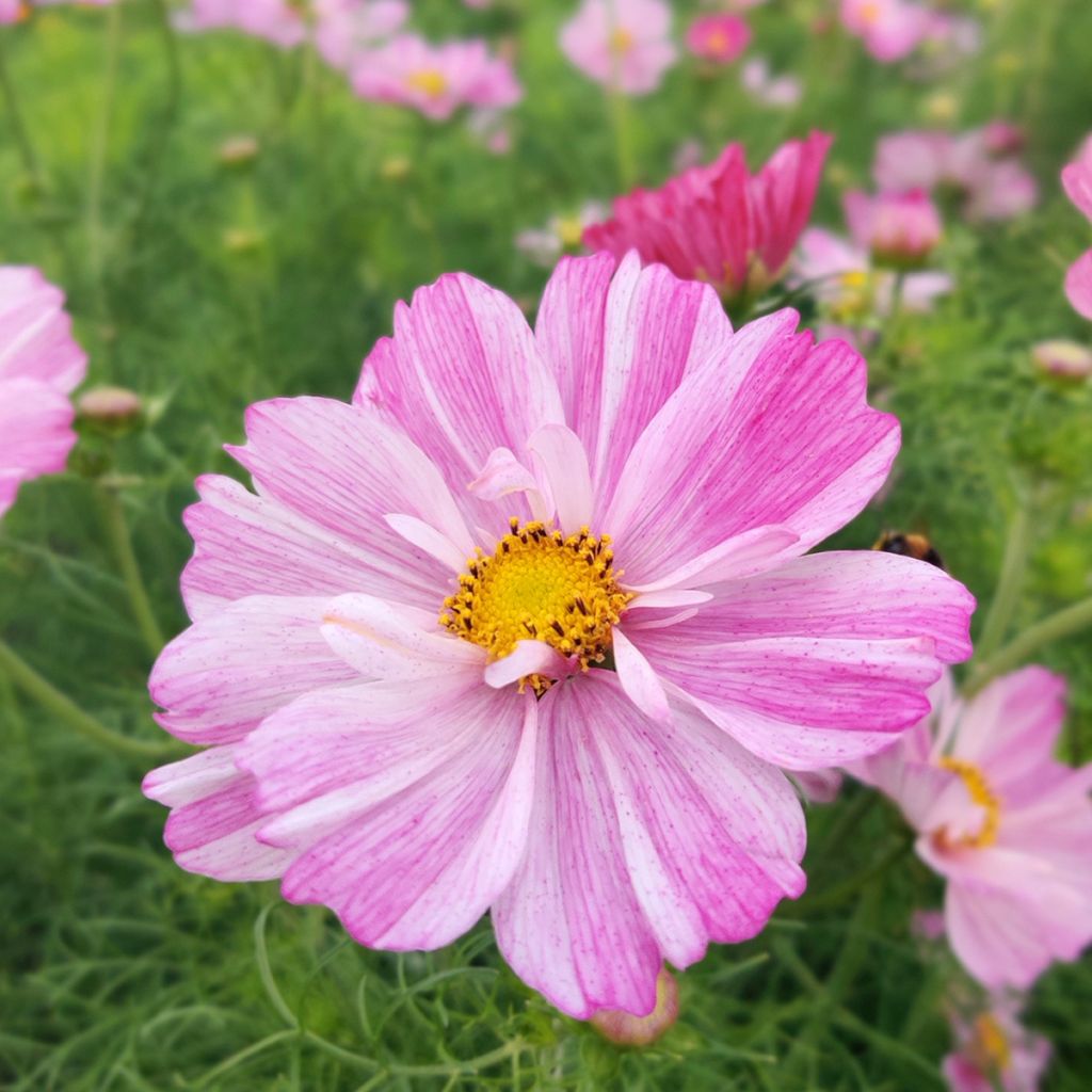 Cosmos Rosetta - Cosmea