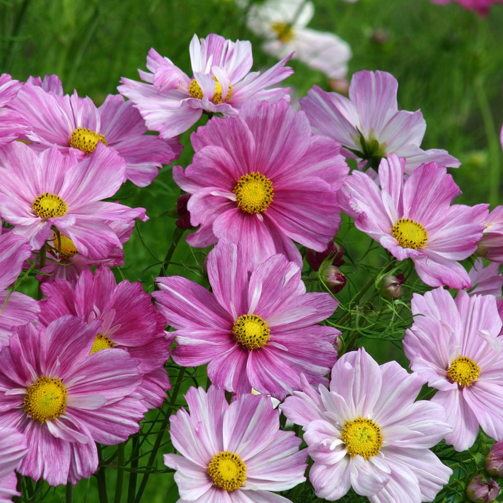 Cosmos Rosetta - Cosmea