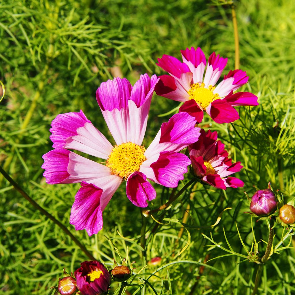 Cosmos Sea Shells - Cosmea