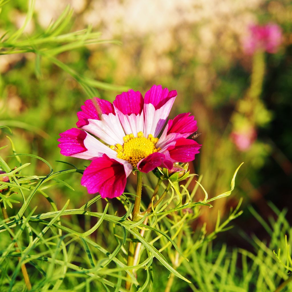 Cosmos Sea Shells - Cosmea
