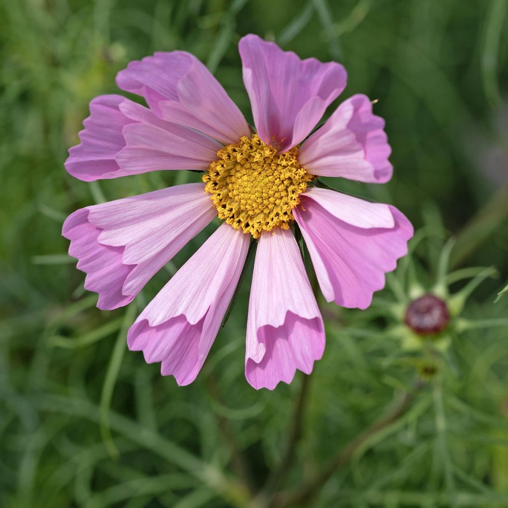 Cosmos Pinwheel Pink - Cosmea