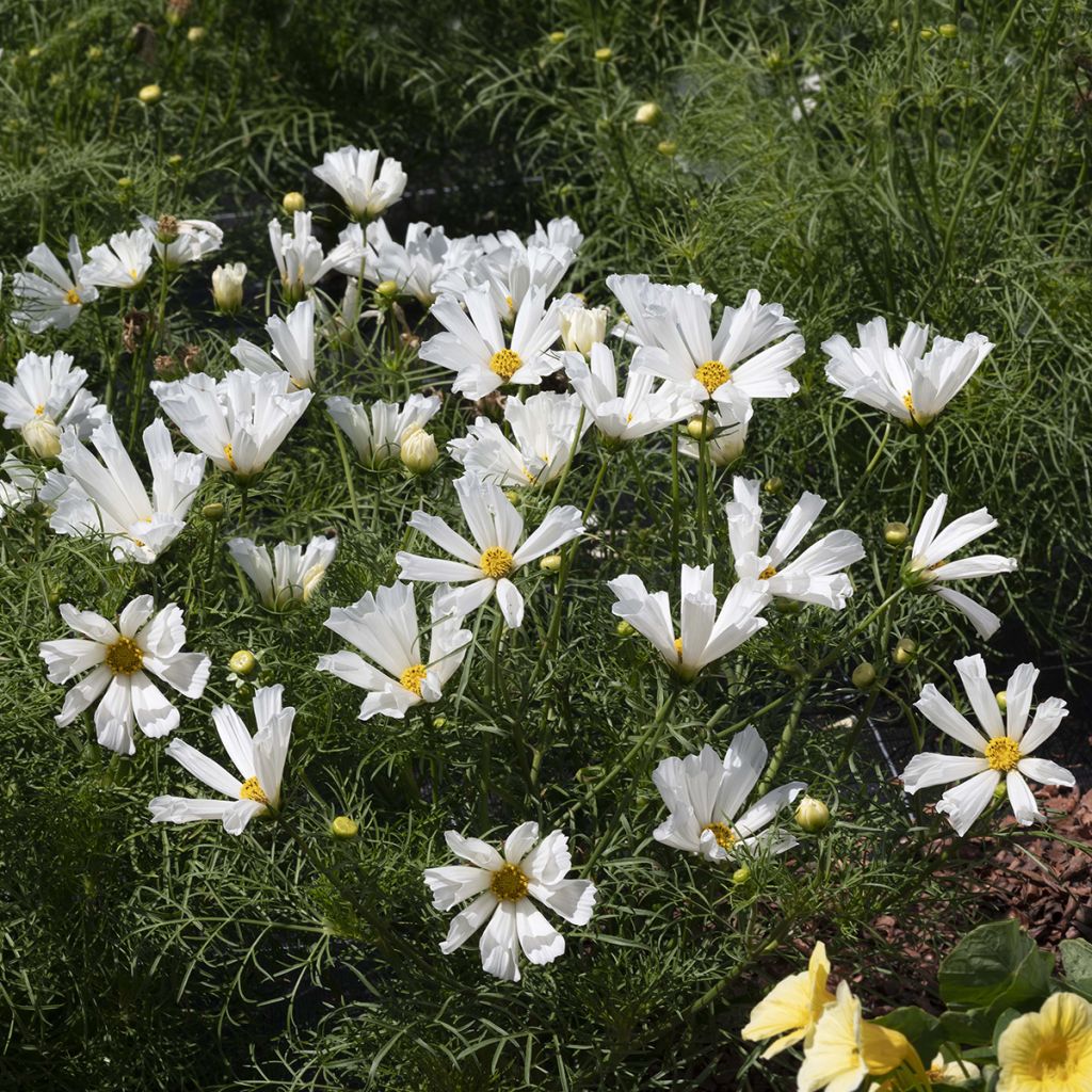 Cosmos Pinwheel White (semi) - Cosmea