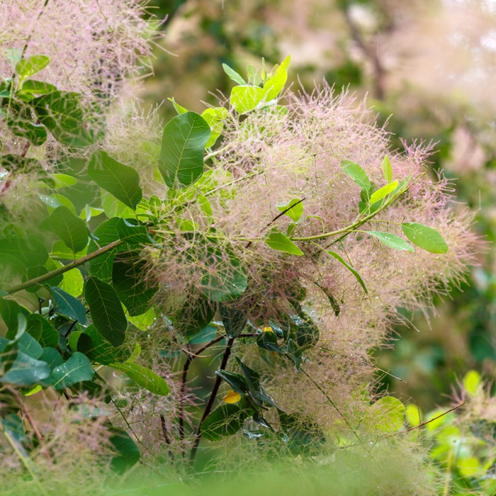Cotinus coggygria (Semi) - Scotano