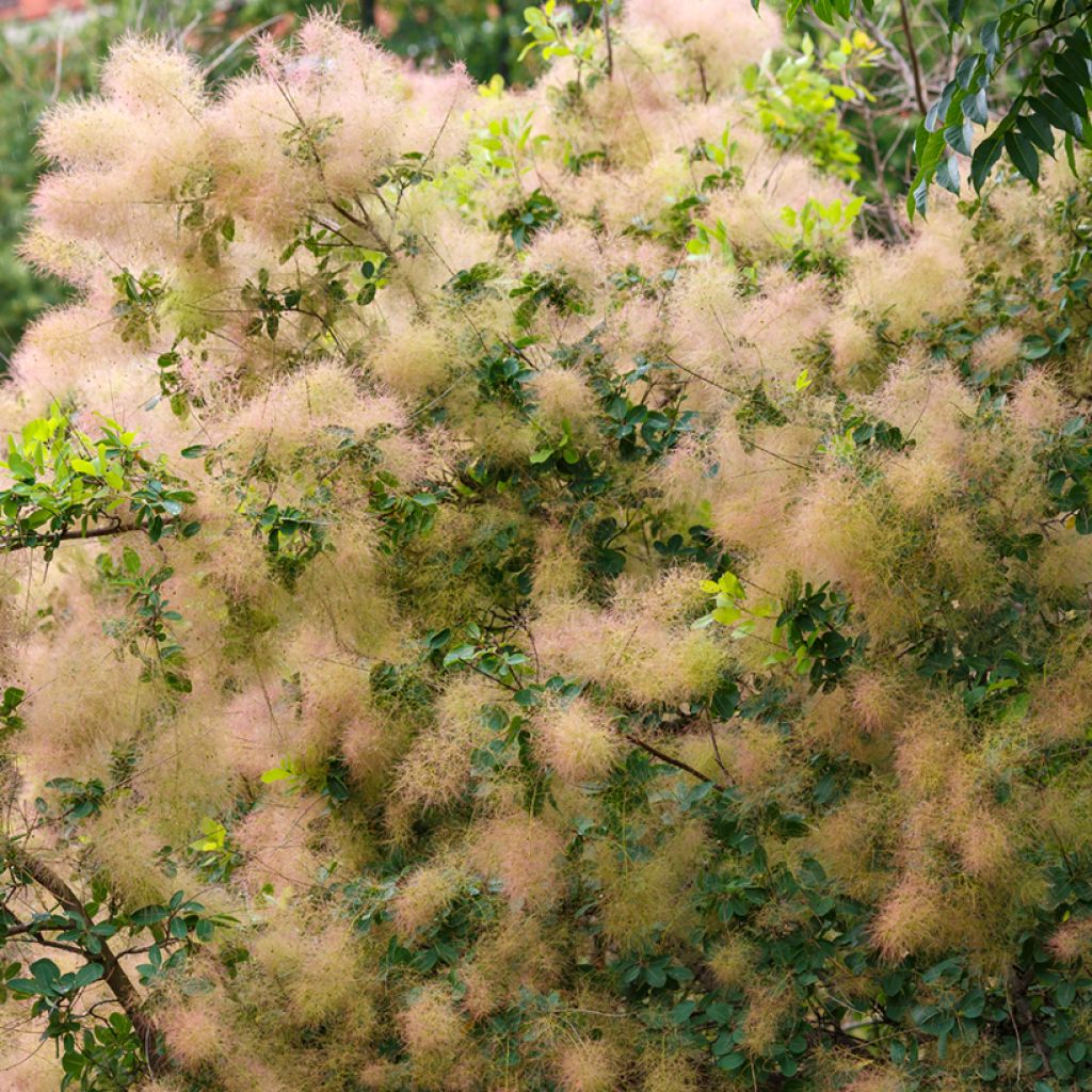 Cotinus coggygria (Semi) - Scotano