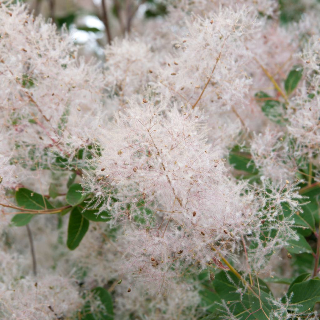 Cotinus coggygria (Semi) - Scotano