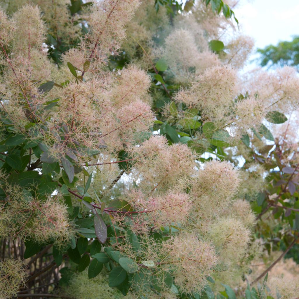 Cotinus coggygria (Semi) - Scotano