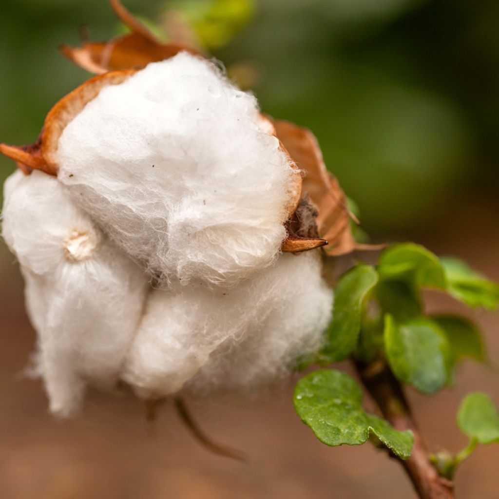 Cotone - Gossypium herbaceum (semi)