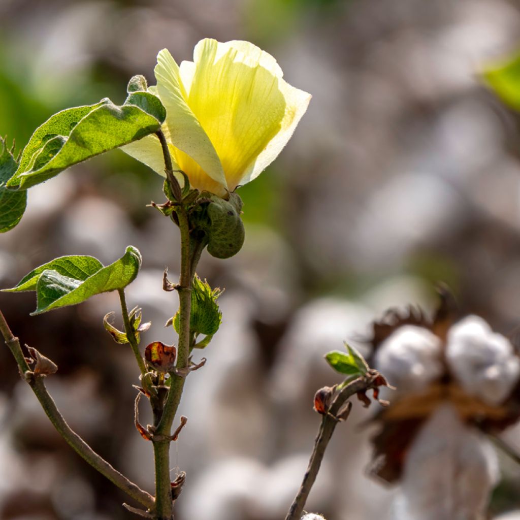 Cotone - Gossypium herbaceum (semi)