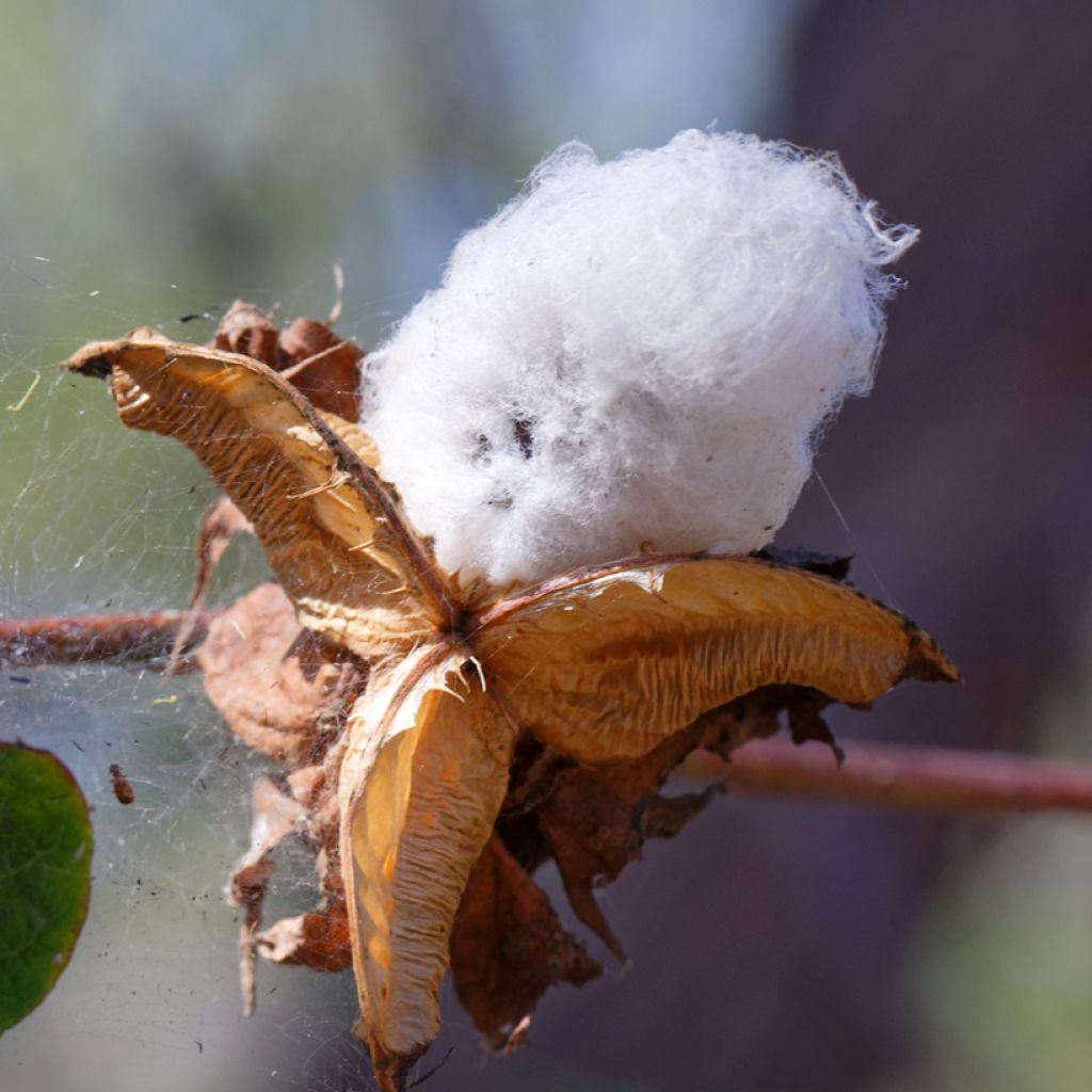 Cotone - Gossypium herbaceum (semi)