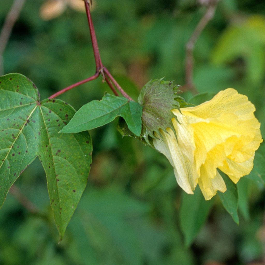 Cotone - Gossypium herbaceum (semi)